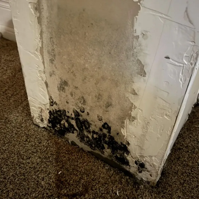 Professional Mold Removal in Big Lake, MN